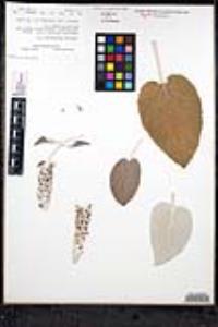 Sideritis macrostachys image