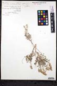 Teucrium marum image