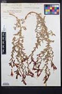 Epilobium canum subsp. canum image