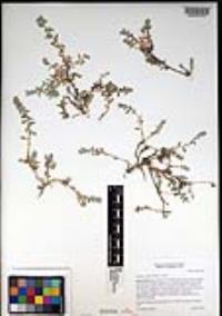 Atriplex coulteri image