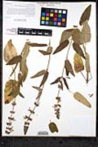 Stachys bullata image