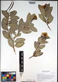 Dendromecon harfordii image