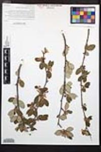 Cercocarpus montanus image