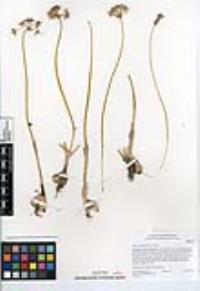 Allium haematochiton image