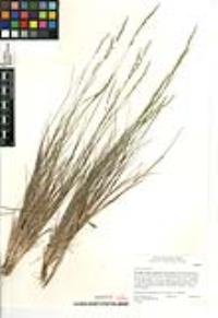 Agrostis pallens image