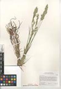 Bromus hordeaceus image