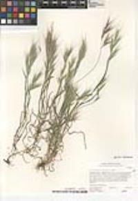 Bromus rubens image