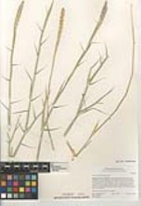 Hilaria rigida image
