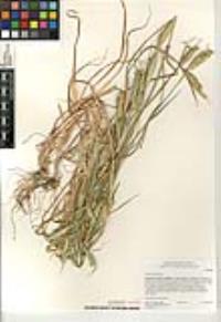 Phalaris paradoxa image