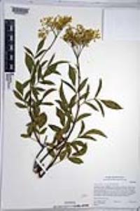 Sambucus nigra subsp. caerulea image