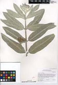 Asclepias eriocarpa image