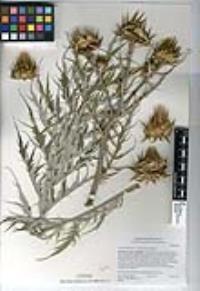 Cynara cardunculus subsp. flavescens image