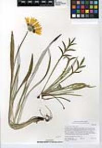 Gazania linearis image