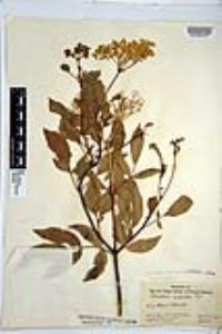 Sambucus cerulea image