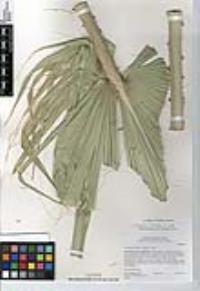 Washingtonia robusta image