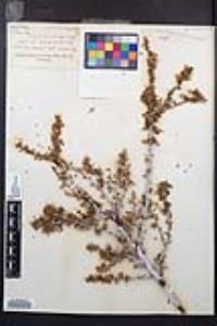 Purshia glandulosa image
