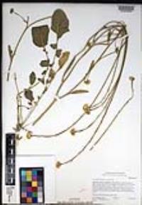 Hirschfeldia incana image