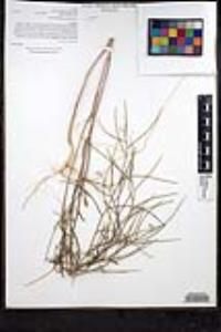 Sisymbrium orientale image