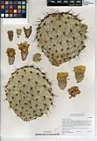 Opuntia oricola image