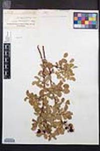 Rosa californica image