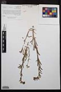 Camissoniopsis robusta image