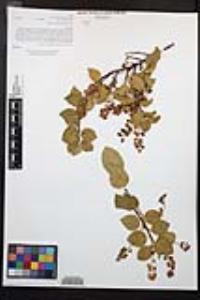 Prunus ilicifolia image