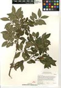 Ulmus parvifolia image