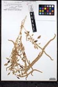 Amaranthus palmeri image