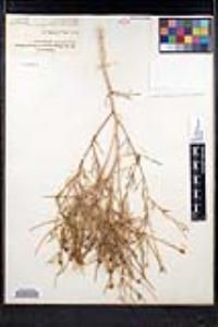 Sisymbrium altissimum image