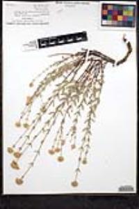 Monardella linoides image