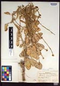 Hirschfeldia incana image
