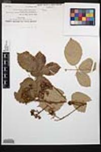 Rubus armeniacus image