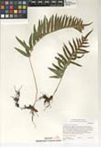 Polypodium californicum image