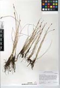 Eleocharis parishii image