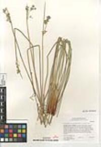 Juncus effusus subsp. austrocalifornicus image