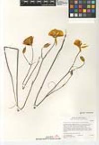 Calochortus weedii image