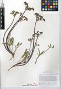 Lomatium dasycarpum image