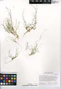 Athysanus pusillus image