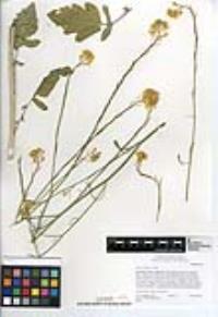 Brassica nigra image