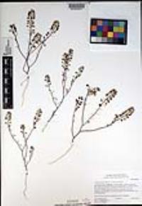 Lepidium nitidum image