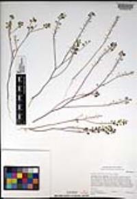 Lepidium nitidum image