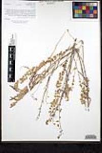 Thysanocarpus curvipes image