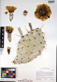 Opuntia phaeacantha image