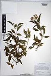 Sambucus cerulea image