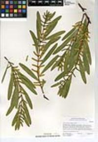 Acacia longifolia image