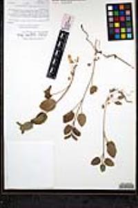 Stachys ajugoides image