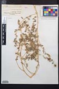 Tribulus terrestris image