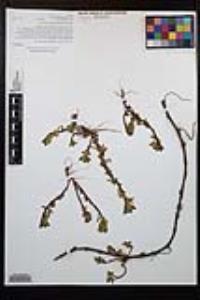 Ludwigia peploides subsp. peploides image