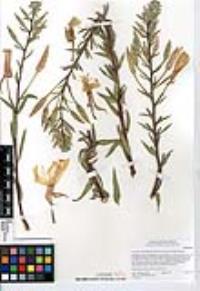 Oenothera elata image