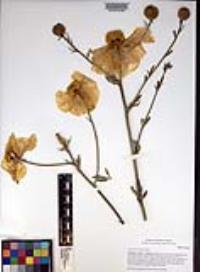 Romneya trichocalyx image